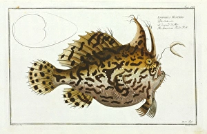 Angler Gallery: Lophius histrio or The American toad-fish