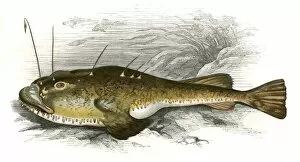 Angler Gallery: Lophius piscatorius, or Anglerfish