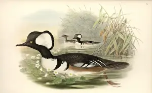 Lophodytes cucullatus, hooded merganser