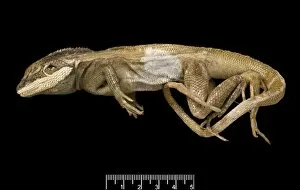 Agamidae Gallery: Lophognathus gilberti, gilberts dragon