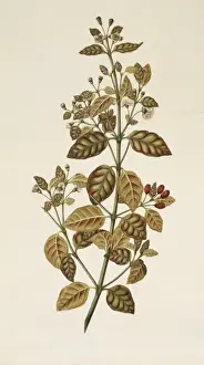 Myrtales Prints: Lophomyrtus bullata, ramarama