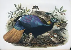 Lophophorus impejanus, Himalayan monal