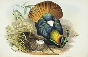 Displaying Prints: Lophophorus impejanus, Himalayan monal
