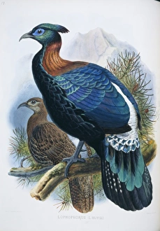 A Monograph Of The Phasianidae Gallery: Lophophorus lhuysii, Chinese monal