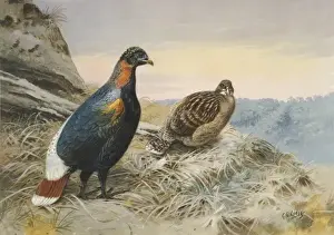 Lophophorus sclateri, Sclaters monal