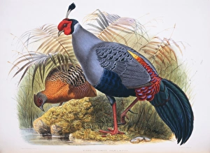 A Monograph Of The Phasianidae Gallery: Lophura diardi, Siamese fireback