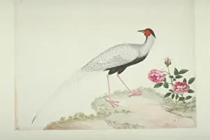 Lophura nycthemera, silver pheasant