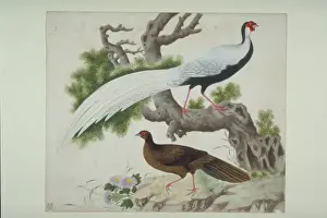 Flesh Prints: Lophura nycthemera, silver pheasant