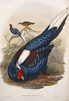 Flesh Prints: Lophura swinhoii, Swinhoes pheasant