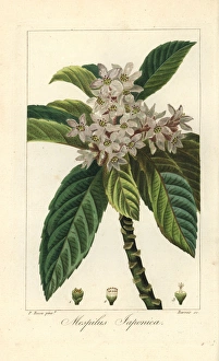 Stipple Gallery: Loquat tree or Japanese medlar, Eriobotrya japonica
