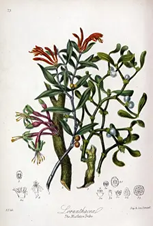 Loranthaceae - Mistletoe