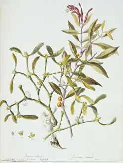Twining Prints: Loranthus sp. mistletoe