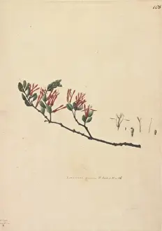 Loranthus tetrapetalus