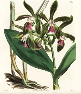Guttata Prints: Lord Edward Russells spotted cattleya orchid