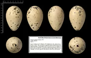 Black Background Collection: Lord Lilfords great auk egg