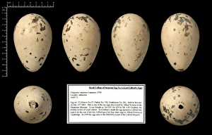 Black Background Collection: Lord Lilfords great auk egg