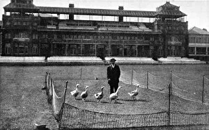 Pavilion Collection: Lords Cricket Ground as a Goose Farm, 1915