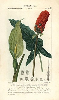 Maculatum Gallery: Lords and ladies, Arum maculatum