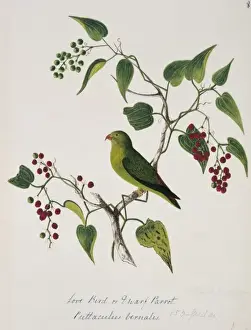 Loriculus vernalis, vernal hanging parrot