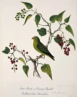 Margaret Bushby Lascelles Collection: Loriculus vernalis, vernal hanging parrot