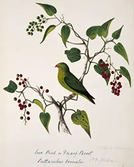 Loriculus vernalis, vernal hanging parrot
