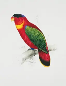 Lorius Prints: Lorius chlorocercus, yellow-bibbed lory