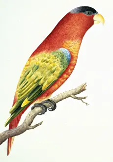 Loten Prints: Lorius domicella, purple-naped lory