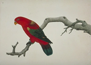 John Reeves Collection: Lorius garrulus, chattering lory