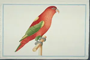 Loten Prints: Lorius garrulus flavopalliatus, chattering lory