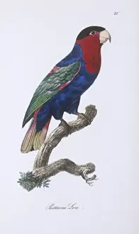 Lorius Prints: Lorius lori, black-capped lory