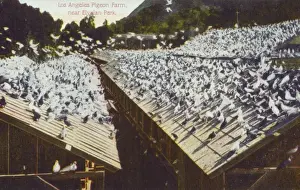 Loft Prints: Los Angeles Pigeon Farm, California