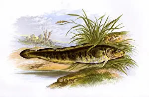 Burbot Prints: Lota lota, or Burbot