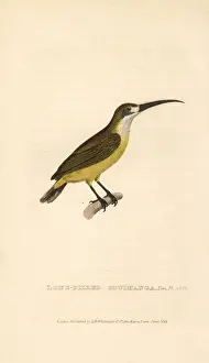 Lotens sunbird, female, Cinnyris lotenius