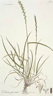 Perennial Gallery: Lotium perenne, perennial rye grass