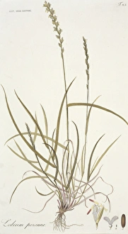 Perennial Gallery: Lotium perenne, perennial rye grass