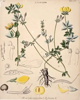 Fabaceae Prints: Lotus corniculatus, birds foot trefoil