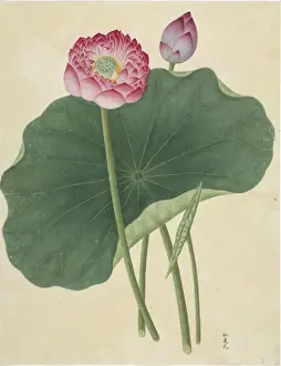 Fabaceae Prints: Lotus nelumbo, lotus