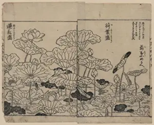Lotus plants in various stages of development