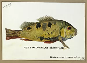 Images Dated 27th March 2013: Loucounany, sunfish
