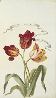 Louis D Or and Aurora, tulips