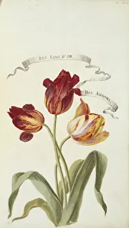 Aurora Prints: Louis D Or and Aurora, tulips