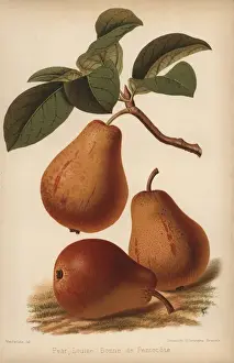 Communis Prints: Louise Bonne de Pentecote pear, Pyrus communis cultivar