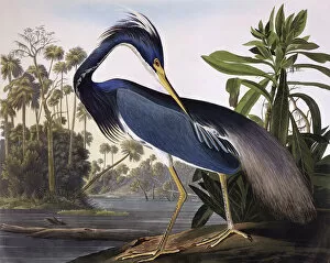 Adult Collection: Louisiana Heron, by John James Audubon