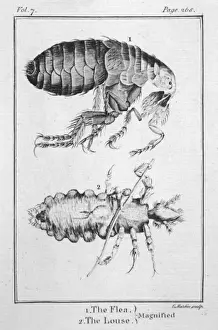 Flea Prints: Louse Thru Hooke M / Scope