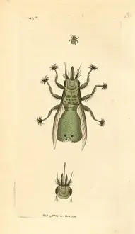 Parasite Prints: Lousefly, Craeterina hirundinis, a parasite of the swallow