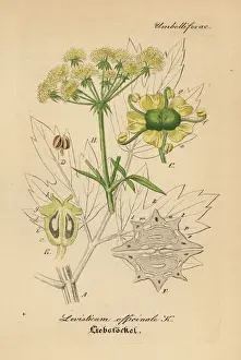 Officinale Prints: Lovage, Levisticum officinale