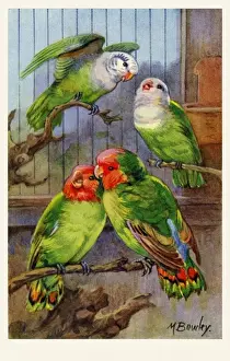 Love Birds