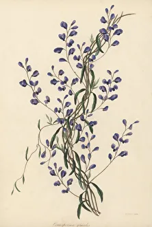 Epsom Prints: Love creeper, Comesperma volubile