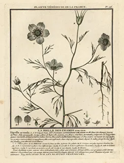 Colour Printing Prints: Love-in-a-mist. Nigella arvensis