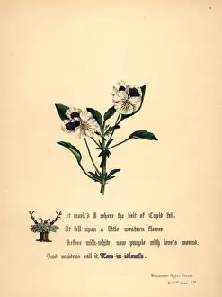 Shakespeare Prints: Love-in-Idleness (Midsummer Nights Dream)